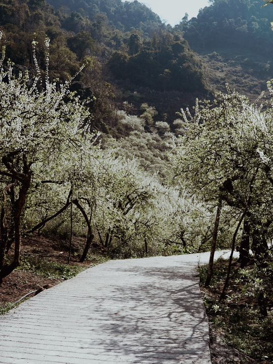 The plum blossom season in Moc Chau, Vietnam