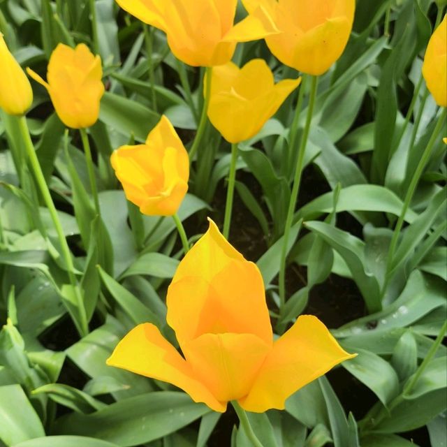Bowral, NSW Tulip Festival