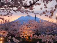 【青森/弘前】しぬまでに見たい弘前城のさくら