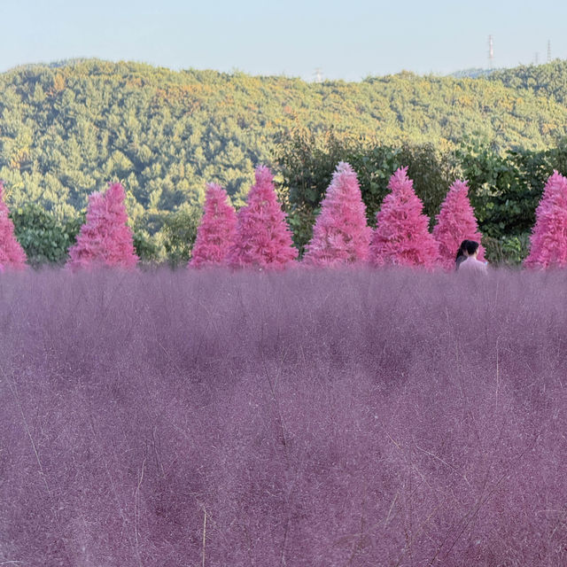 [포천] 핑크핑크한 핑크뮬리를 포천허브아일랜드에서🌸