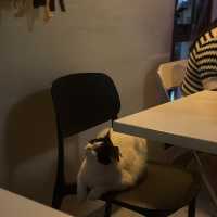 ทาสแมวห้ามพลาด! ฮาโลวีนกันน้องๆ