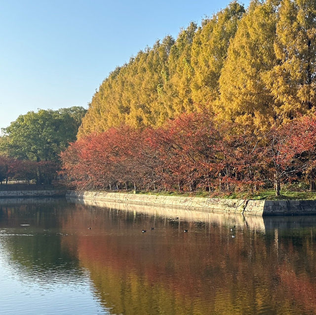 🍂銀杏黃葉輕輕落 🏯秋風吹拂大阪城 