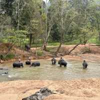Elephant Encounters and Jungle Fun: My Day at Kenyir Elephant Conservation Village!