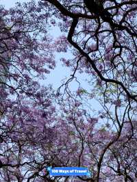 Best spot to watch jacaranda blooming in Mexico city