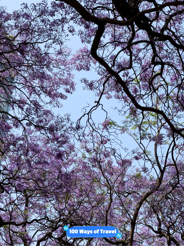 Best spot to watch jacaranda blooming in Mexico city