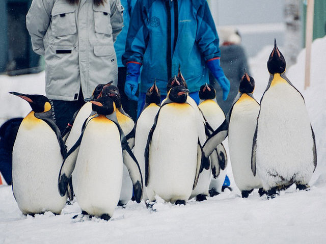 北海道雪豹和企鵝巡遊｜旭山動物園🐧❄️