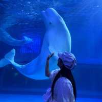 พาเที่ยวอควาเรียมกวางโจวZhengjia Polar Ocean World