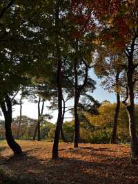 서울 단풍, 은행나무 명소, 산책 코스 ’여의도공원‘ 