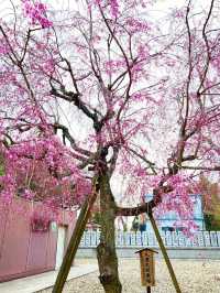 【千葉】レトロな桜並木