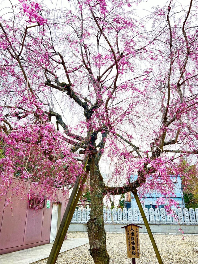 【千葉】レトロな桜並木