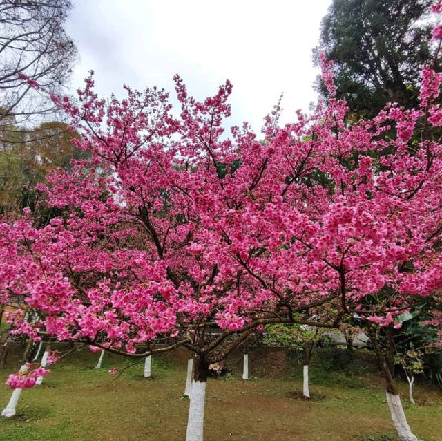 หนาวนี้ ปีใหม่นี้ ไปชมซากุระ ให้โลกเป็นสีชมพู