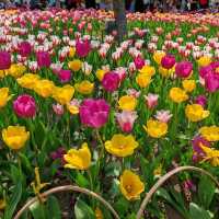 Taiziwan Park - The best place for Tulips in Hangzhou