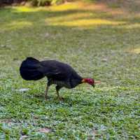 Explore the Natural Beauty of Atherton Tablelands