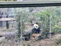 it's PANDA time !!!
