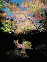 【東京の紅葉スポット🍁】池の水面に映り込む逆さ紅葉の絶景