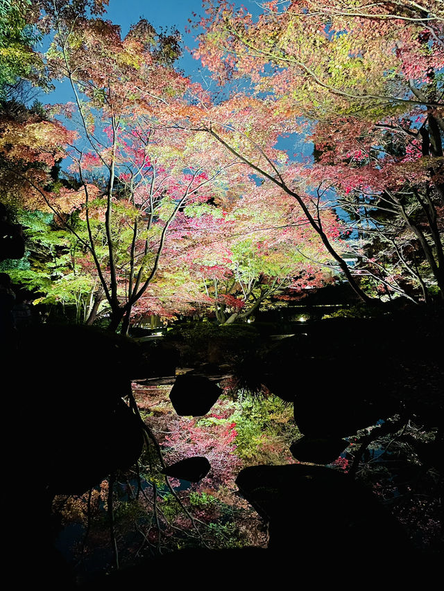 【東京の紅葉スポット🍁】池の水面に映り込む逆さ紅葉の絶景