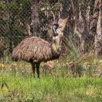 Visit to Cleland National Park