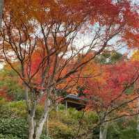慶沢園：紅葉盛宴 🍁⛩️