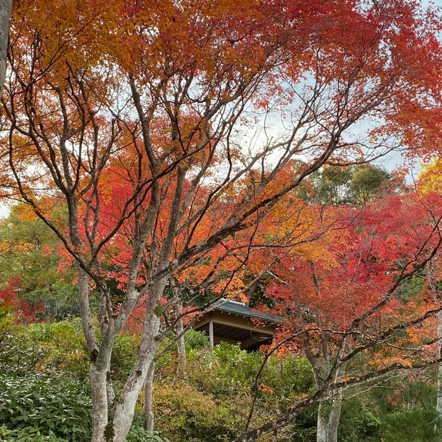 慶沢園：紅葉盛宴 🍁⛩️