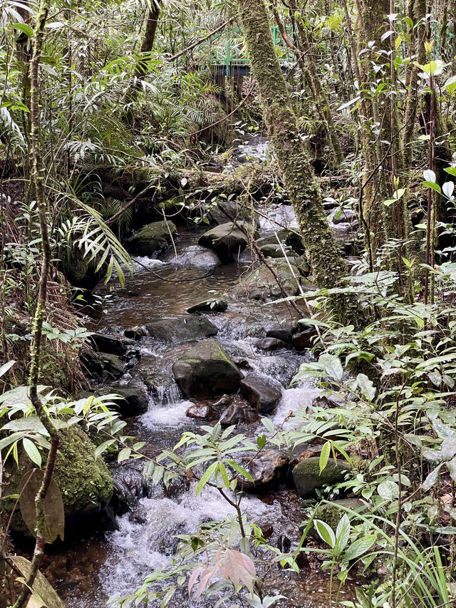 沙巴 | 隱藏在神山附近kinabalu park的秘密花園🌸