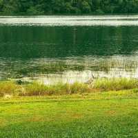 MacRitchie Reservoir Park