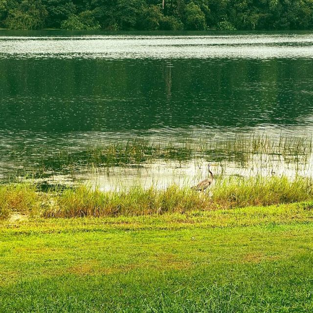 MacRitchie Reservoir Park
