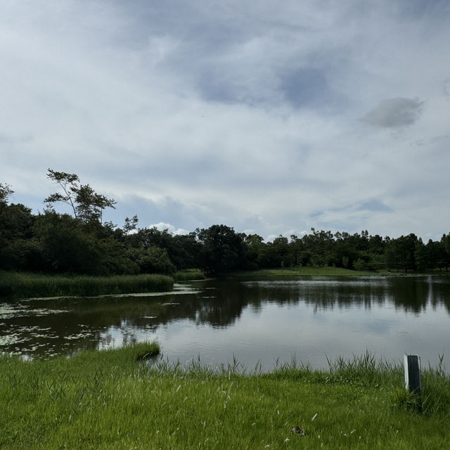 🌿 香港濕地公園：與自然共舞的美好時光 🌿
