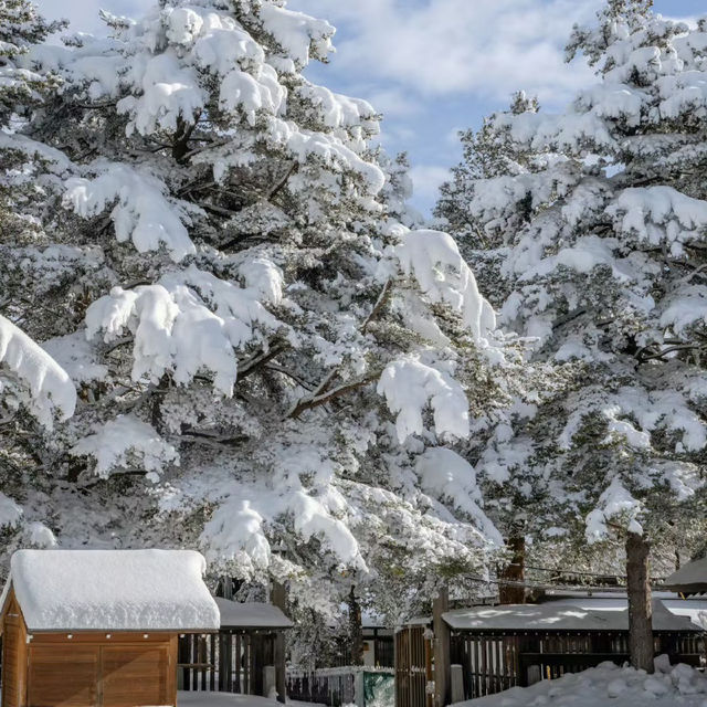 三所神社：白雪覆蓋的靜謐之地 ❄️⛩️