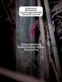 ตะลุยป่าดึกดำบรรพ์ อันซีนไทยแลนด์ จ.อุทัยธานี