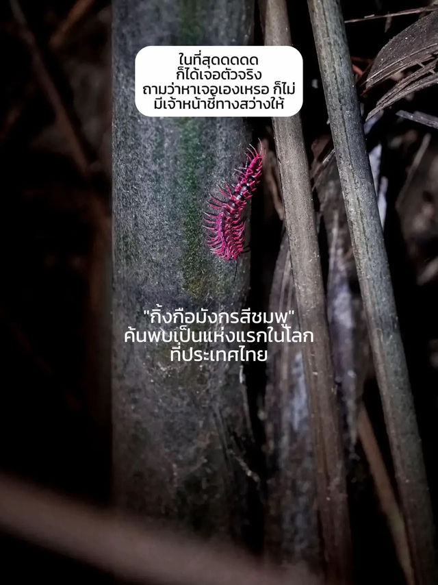 ตะลุยป่าดึกดำบรรพ์ อันซีนไทยแลนด์ จ.อุทัยธานี