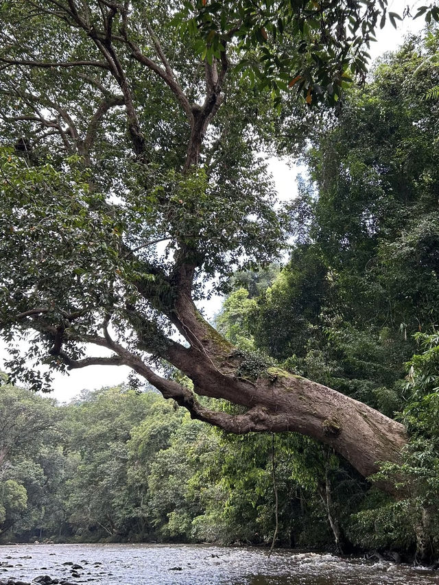 Exploring the Wild: My Adventure at Taman Negara National Park, Malaysia