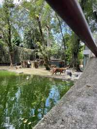 Camel family in Malaysia