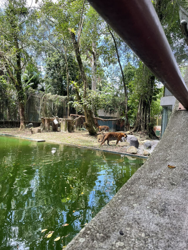 Camel family in Malaysia