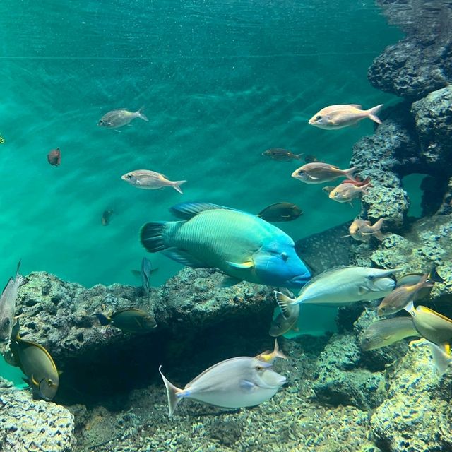 水仙が綺麗なデートスポット💐葛西臨海公園
