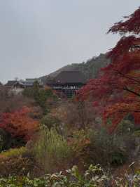 First Snowfall at Kiyomizudera: A Magical Winter Scene with Rainbow and Sunset