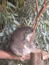 호주 코알라 🐨