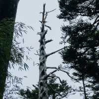 塔關山登山記-南橫三星的最美步道