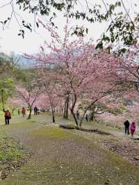 春日限定美景！桃園山林秘境，櫻花滿開超夢幻！
