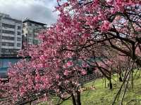 台北走春賞櫻的好去處~樂活公園及內溝溪步道