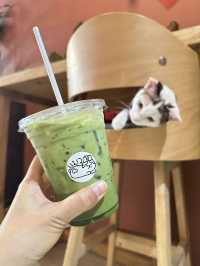 ระวัง!! แมวกัด คาเฟ่ 🐈 แวะกินกาแฟเล่นน้องแมว