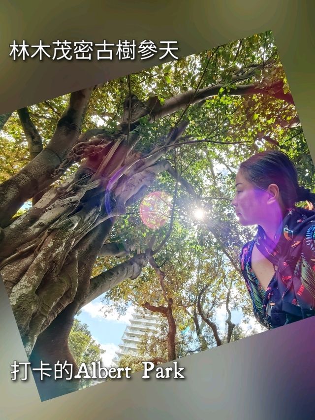 林木茂密古樹參天打卡的Albert Park
