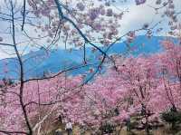 山上人家櫻花美景