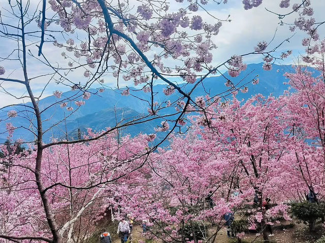 山上人家櫻花美景