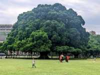 成大榕園，大學校園內親子放風的好所在