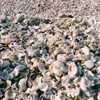 海に浮かぶ幻想的な鳥居⛩️🌊 干潮時には歩いて渡れる！