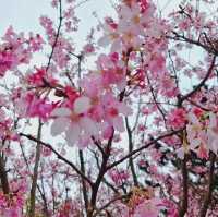 台北櫻花🌸陽明山下櫻花舞🩷花鐘閃耀映晴初🌸