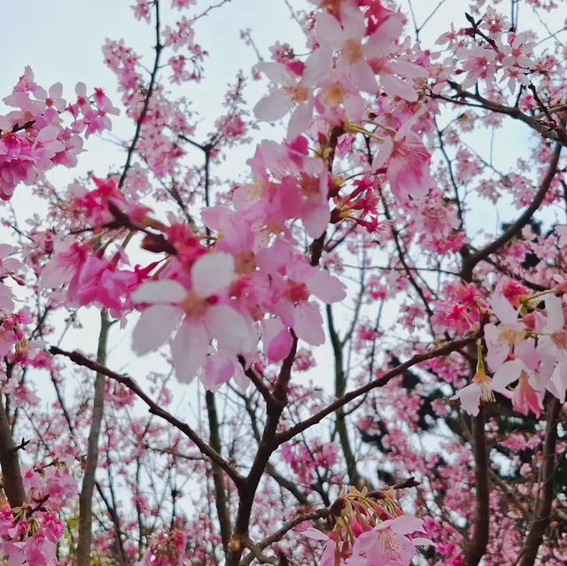 台北櫻花🌸陽明山下櫻花舞🩷花鐘閃耀映晴初🌸