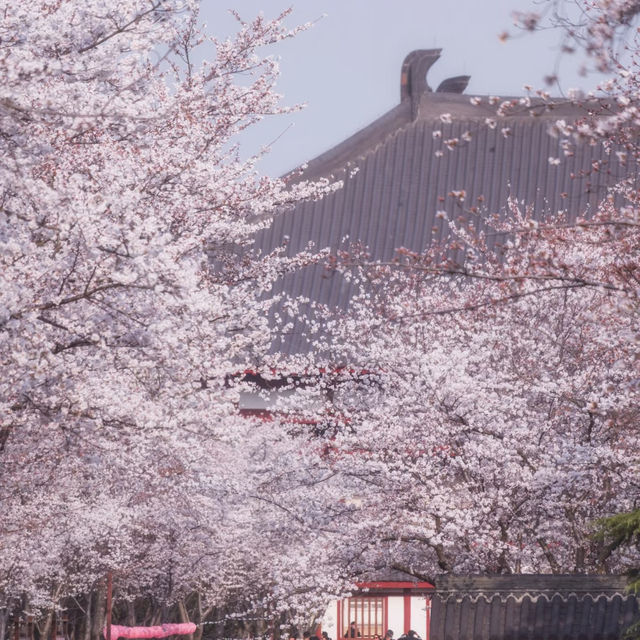 🌈安福路～櫻花之旅🌸