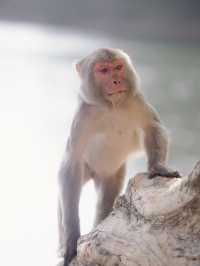 係城門水塘 同🐒度過嘅一日