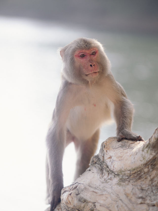 係城門水塘 同🐒度過嘅一日